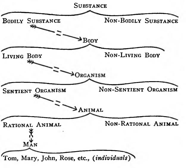Porphyrian Tree